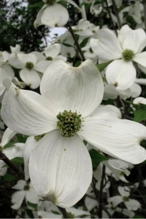 Jean's Appalachian Snow White Dogwood Tree - 7 Gallon Pot (4-5') 6 Jean's Appalachian Snow White Dogwood Tree - 7 Gallon Pot (4-5') - Image 6