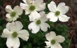 Cherokee Princess White Dogwood - 3 Gallon Pot -Green Haven Shop Dogwood Chrokee Princess Flowers