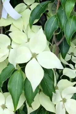 Greensleeves Dogwood - Cornus Kousa - 5 Gallon Pot 13 Greensleeves Dogwood - Cornus Kousa - 5 Gallon Pot -Green Haven Shop Dogwood GreenSleeves 12