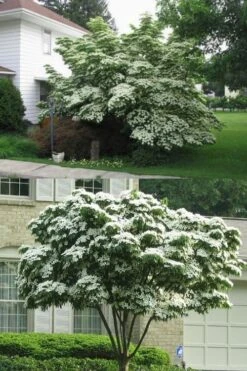 Greensleeves Dogwood - Cornus Kousa - 5 Gallon Pot 10 Greensleeves Dogwood - Cornus Kousa - 5 Gallon Pot -Green Haven Shop Dogwood GreenSleeves 14