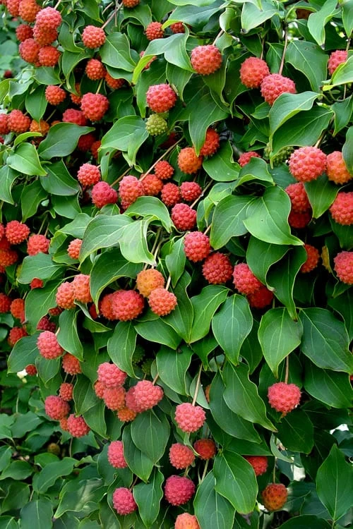 Greensleeves Dogwood - Cornus Kousa - 5 Gallon Pot 5 Greensleeves Dogwood - Cornus Kousa - 5 Gallon Pot - Image 5