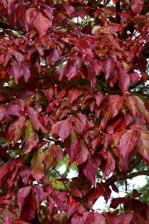 Greensleeves Dogwood - Cornus Kousa - 5 Gallon Pot 6 Greensleeves Dogwood - Cornus Kousa - 5 Gallon Pot - Image 6