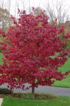 Pink Dogwood Tree - Cornus Florida - 3 Gallon Pot -Green Haven Shop Dogwood Pink 12
