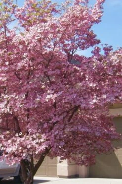 Pink Dogwood Tree - Cornus Florida - 3 Gallon Pot -Green Haven Shop Dogwood Pink 13