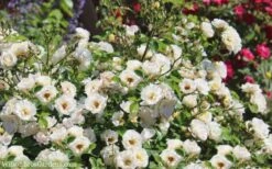 Popcorn Drift Groundcover Rose - 3 Gallon Pot -Green Haven Shop Drift Rose Popcorn 21