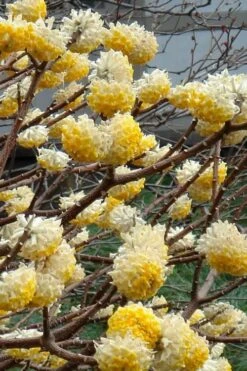Edgeworthia Chrysantha Paper Bush - 7 Gallon Pot -Green Haven Shop Edgeworthia 4 500x700 1
