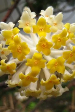 Edgeworthia Chrysantha Paper Bush - 7 Gallon Pot -Green Haven Shop Edgeworthia BS