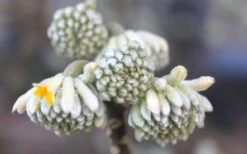 Edgeworthia Chrysantha Paper Bush - 7 Gallon Pot -Green Haven Shop Edgeworthia Flower Buds
