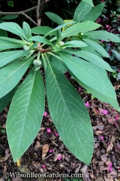 Edgeworthia Chrysantha Paper Bush - 7 Gallon Pot -Green Haven Shop Edgeworthia Leaves Closeup 500x700 1