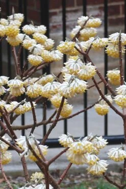 Snow Cream Edgeworthia Paper Bush - 5 Gallon -Green Haven Shop Edgeworthia Snow Cream 4