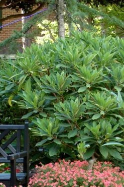 Snow Cream Edgeworthia Paper Bush - 5 Gallon -Green Haven Shop Edgeworthia Snow Cream 7