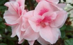 Autumn Belle Encore Azalea - 6 Pack Of 1 Gallon Pots -Green Haven Shop Encore Azalea Autumn Belle