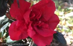 Autumn Fire Encore Azalea - 1 Gallon Pot -Green Haven Shop Encore Azalea Autumn Fire WB