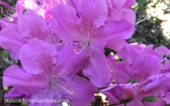 Autumn Lilac Encore Azalea - 1 Gallon Pot -Green Haven Shop Encore Azalea Autumn Lilac 7