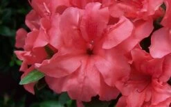 Autumn Princess Encore Azalea - 1 Gallon Pot -Green Haven Shop Encore Azalea Autumn Princess