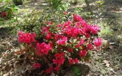 Autumn Ruby Encore Azalea - 1 Gallon Pot -Green Haven Shop Encore Azalea Autumn Ruby 5