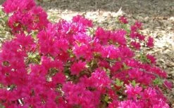 Autumn Sundance Encore Azalea - 1 Gallon Pot -Green Haven Shop Encore Azalea Autumn Sundance 50