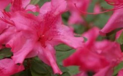 Autumn Sundance Encore Azalea - 1 Gallon Pot -Green Haven Shop Encore Azalea Autumn Sundance 51