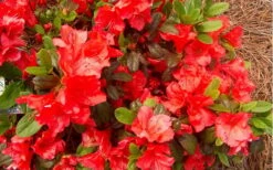 Autumn Sunset Encore Azalea - 1 Gallon Pot -Green Haven Shop Encore Azalea Autumn Sunset 5