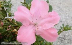 Autumn Debutante Encore Azalea - 1 Gallon -Green Haven Shop Encore Azalea Debutante 3 50