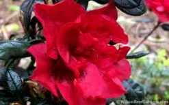 Autumn Fire Encore Azalea - 1 Gallon Pot -Green Haven Shop Encore Azalea Fire