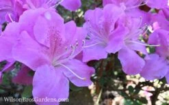 Autumn Lilac Encore Azalea - 1 Gallon Pot -Green Haven Shop Encore Azalea Lilac 8
