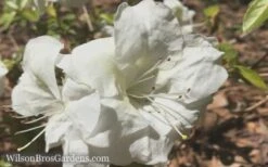 Autumn Moonlight Encore Azalea - 1 Gallon Pot -Green Haven Shop Encore Azalea Moonlight 5