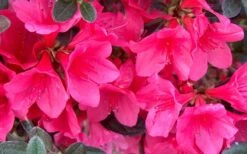 Autumn Ruby Encore Azalea - 1 Gallon Pot -Green Haven Shop Encore Azalea Ruby