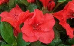 Autumn Sunset Encore Azalea - 1 Gallon Pot -Green Haven Shop Encore Azalea Sunset 1