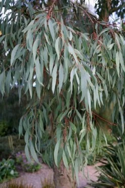 Angus Cold Hardy Eucalyptus Tree (Eucalyptus Nicholii) - 2 Gallon Pot 15 Angus Cold Hardy Eucalyptus Tree (Eucalyptus Nicholii) - 2 Gallon Pot -Green Haven Shop Eucalyptus Angus 15 1
