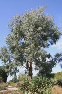 Angus Cold Hardy Eucalyptus Tree (Eucalyptus Nicholii) - 1 Gallon Pot -Green Haven Shop Eucalyptus Angus 16 2