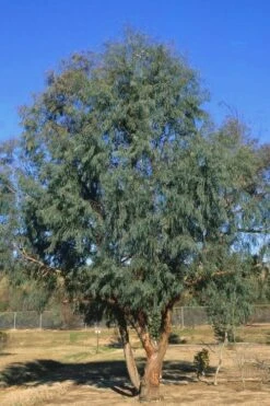 Angus Cold Hardy Eucalyptus Tree (Eucalyptus Nicholii) - 5 Gallon Pot -Green Haven Shop Eucalyptus Angus 17