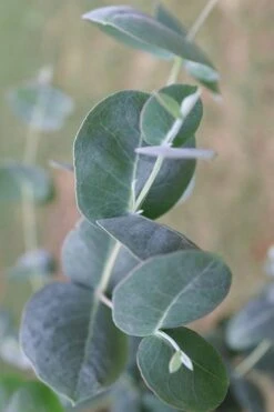 Big O Cold Hardy Eucalyptus Tree (Eucalyptus Neglecta) - 5 Gallon Pot (4-5') -Green Haven Shop Eucalyptus Big O 3 500x750 5