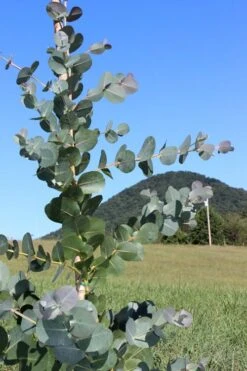 Big O Cold Hardy Eucalyptus Tree (Eucalyptus Neglecta) - 2 Gallon Pot -Green Haven Shop Eucalyptus Big O Cold 2 500x750 2