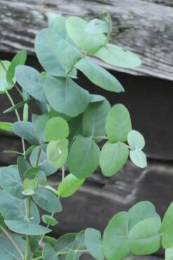 Big O Cold Hardy Eucalyptus Tree (Eucalyptus Neglecta) - 3 Quart Pot -Green Haven Shop Eucalyptus Big O Cold 500x750 1