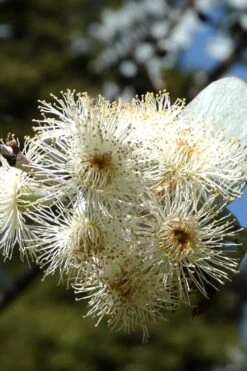 Bluey Cold Hardy Eucalyptus Tree (Eucalyptus Pulverulenta) - 1 Gallon Pot 16 Bluey Cold Hardy Eucalyptus Tree (Eucalyptus Pulverulenta) - 1 Gallon Pot -Green Haven Shop Eucalyptus Bluey 6 4