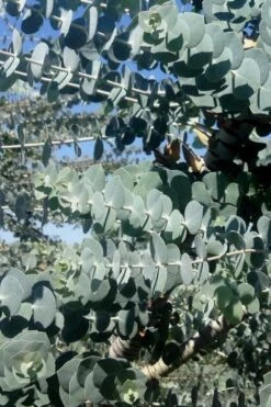 Bluey Cold Hardy Eucalyptus Tree (Eucalyptus Pulverulenta) - 1 Gallon Pot 13 Bluey Cold Hardy Eucalyptus Tree (Eucalyptus Pulverulenta) - 1 Gallon Pot -Green Haven Shop Eucalyptus Bluey 8 4