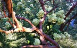 Funky Monkey Cold Hardy Eucalyptus Tree (Eucalyptus Parvula) - Quart Pot -Green Haven Shop Eucalyptus Funky Monkey Branches 5