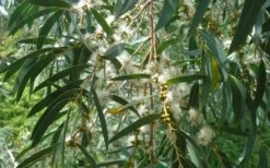 Funky Monkey Cold Hardy Eucalyptus Tree (Eucalyptus Parvula) - 5 Gallon Pot -Green Haven Shop Eucalyptus Funky Monkey Leaves Mature 6