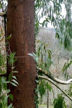 Jersey Girl Cold Hardy Eucalyptus Tree (Eucalyptus Macarthurii) - Quart Pot -Green Haven Shop Eucalyptus Jersey Girl 2 1