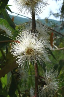 Jersey Girl Cold Hardy Eucalyptus Tree (Eucalyptus Macarthurii) - 6 Pack Of 1 Gallon Pots -Green Haven Shop Eucalyptus Jersey Girl 4