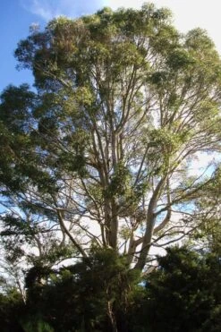 Jersey Girl Cold Hardy Eucalyptus Tree (Eucalyptus Macarthurii) - Quart Pot -Green Haven Shop Eucalyptus Jersey Girl 6 1