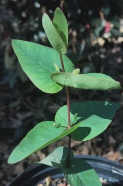 Jersey Girl Cold Hardy Eucalyptus Tree (Eucalyptus Macarthurii) - 1 Gallon Pot -Green Haven Shop Eucalyptus Jersey Girl 7 3