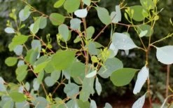 Lucky Country Cold Hardy Eucalyptus Tree (Eucalyptus Camphora) - 5 Gallon Pot -Green Haven Shop Eucalyptus Lucky Country 1