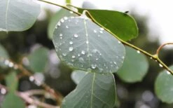 Lucky Country Cold Hardy Eucalyptus Tree (Eucalyptus Camphora) - 1 Gallon Pot 11 Lucky Country Cold Hardy Eucalyptus Tree (Eucalyptus Camphora) - 1 Gallon Pot -Green Haven Shop Eucalyptus Lucky Country 2 2