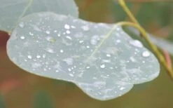 Lucky Country Cold Hardy Eucalyptus Tree (Eucalyptus Camphora) - 1 Gallon Pot 12 Lucky Country Cold Hardy Eucalyptus Tree (Eucalyptus Camphora) - 1 Gallon Pot -Green Haven Shop Eucalyptus Lucky Country 3 2