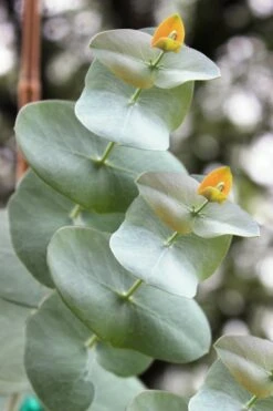 Luna Cold Hardy Eucalyptus Tree (Eucalyptus Perriniana) - 2 Gallon Pot -Green Haven Shop Eucalyptus Luna 1 3
