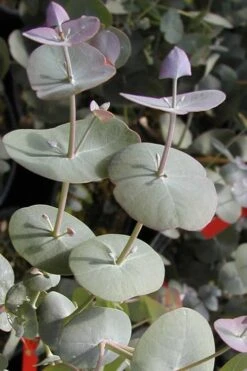 Luna Cold Hardy Eucalyptus Tree (Eucalyptus Perriniana) - Quart Pot -Green Haven Shop Eucalyptus Luna 13 2