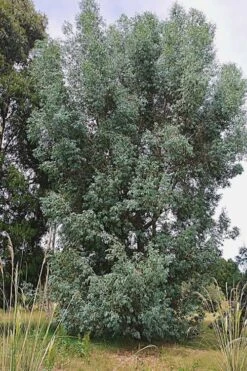 Luna Cold Hardy Eucalyptus Tree (Eucalyptus Perriniana) - Quart Pot -Green Haven Shop Eucalyptus Luna 5 2