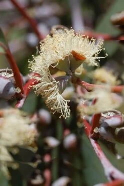Luna Cold Hardy Eucalyptus Tree (Eucalyptus Perriniana) - 3 Gallon Pot -Green Haven Shop Eucalyptus Luna 6 4